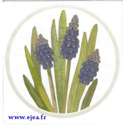 Carte double Broderie Jacinthe