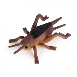 Cafard Insects World